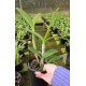 Cattleya Bactia Grape Wax - AD