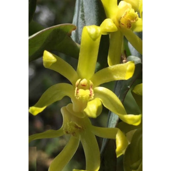Dendrobium Sororium - Ad