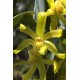 Dendrobium Sororium - Ad