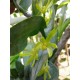 Dendrobium Sororium - Ad
