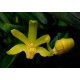 Dendrobium Sororium - Ad