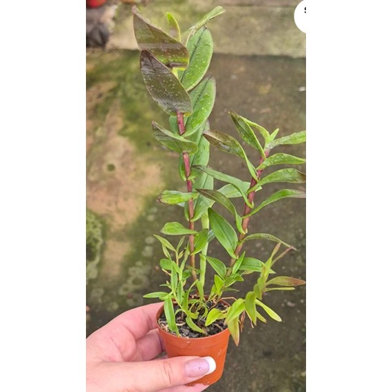 Dendrobium Sororium - Ad