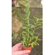 Dendrobium Sororium - Ad