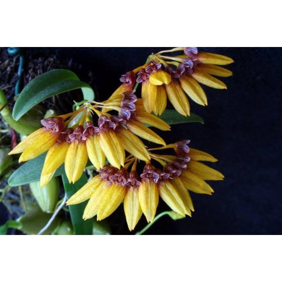 Bulbophyllum Aff Sketianum - AD