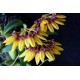 Bulbophyllum Aff Sketianum - AD