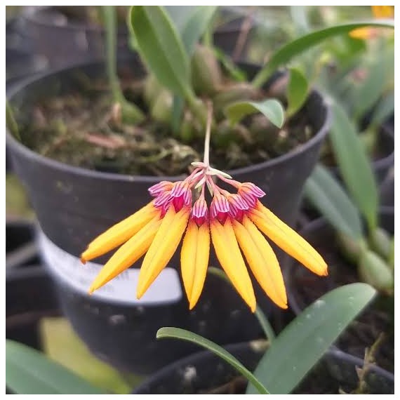 Bulbophyllum Aff Sketianum - AD