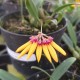 Bulbophyllum Aff Sketianum - AD