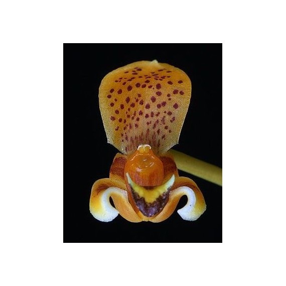 Bulbophyllum Pteroglossum - AD