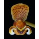 Bulbophyllum Pteroglossum - AD