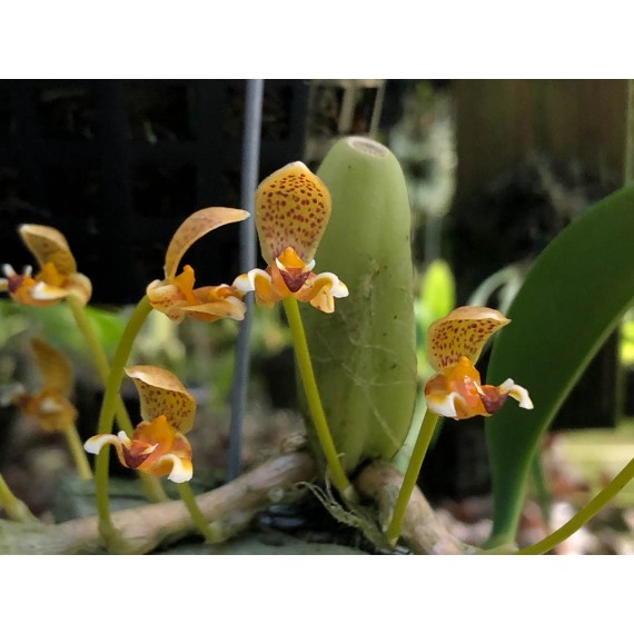 Bulbophyllum Pteroglossum - AD