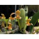 Bulbophyllum Pteroglossum - AD
