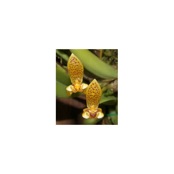 Bulbophyllum Pteroglossum - AD