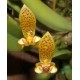 Bulbophyllum Pteroglossum - AD