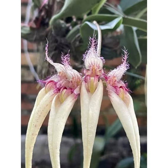 Bulbophyllum Rainbow Rider (AD)