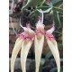Bulbophyllum Rainbow Rider (AD)