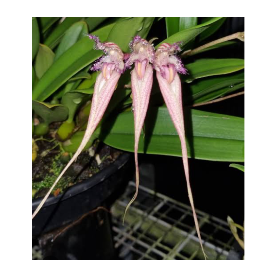 Bulbophyllum Rainbow Rider (AD)