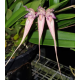 Bulbophyllum Rainbow Rider (AD)