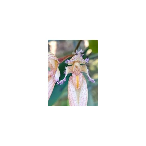 Bulbophyllum Rainbow Rider (AD)
