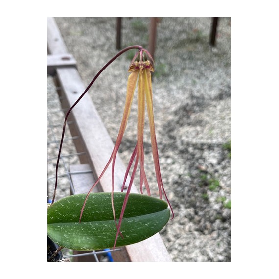 Bulbophyllum Thiurum x Plumatum (AD)