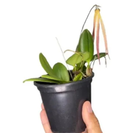 Bulbophyllum Thiurum x Plumatum (AD)