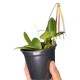 Bulbophyllum Thiurum x Plumatum (AD)