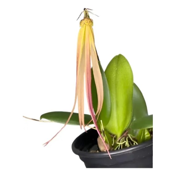 Bulbophyllum Thiurum x Plumatum (AD)