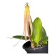 Bulbophyllum Thiurum x Plumatum (AD)