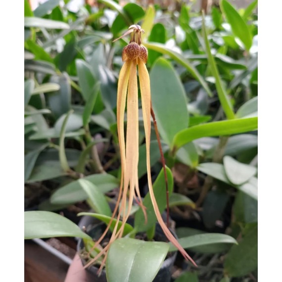 Bulbophyllum Thiurum x Plumatum (AD)