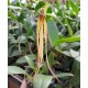 Bulbophyllum Thiurum x Plumatum (AD)