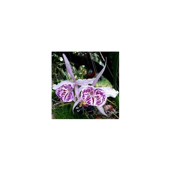 Bc. Yu Tong Star - AD (ganhe placa madeira de lei)
