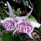 Bc. Yu Tong Star - AD (ganhe placa madeira de lei)