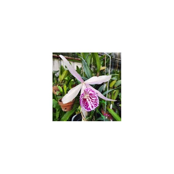 Bc. Yu Tong Star - AD (ganhe placa madeira de lei)