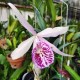 Bc. Yu Tong Star - AD (ganhe placa madeira de lei)