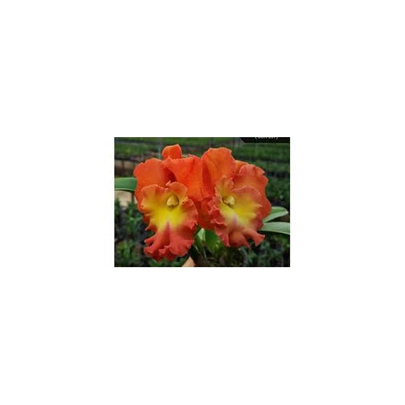 Blc. Star of Siam Pumpkin - AD