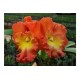 Blc. Star of Siam Pumpkin - AD