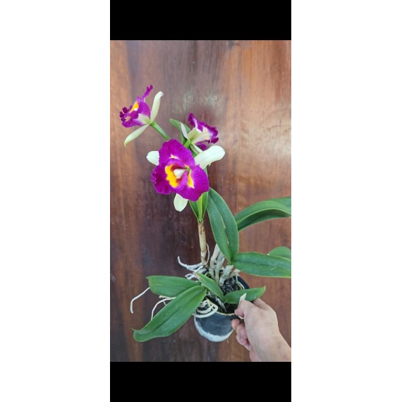 Rlc Shang Ding Beauty - AD