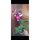 Rlc Shang Ding Beauty - AD