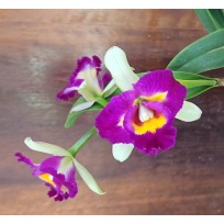 Rlc Shang Ding Beauty - AD