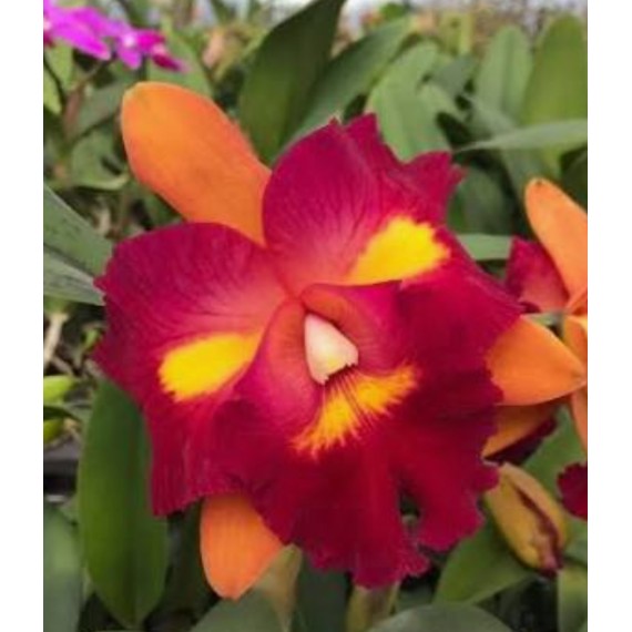 Rlc. Chufong Little Sun  - AD
