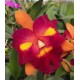 Rlc. Chufong Little Sun  - AD