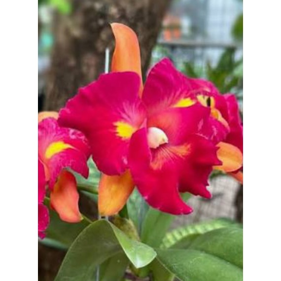 Rlc. Chufong Little Sun  - AD