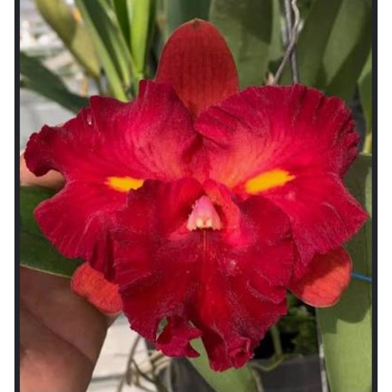 Rlc. Chufong Little Sun  - AD