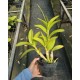 Dendrobium Discolor