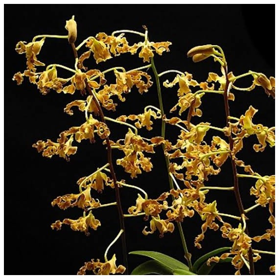 Dendrobium Discolor