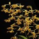 Dendrobium Discolor