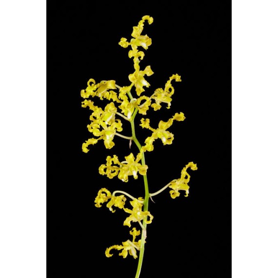 Dendrobium Discolor