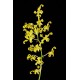 Dendrobium Discolor