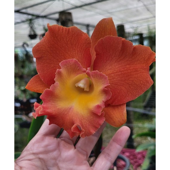 Blc. Star of Siam Pumpkin - AD