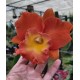 Blc. Star of Siam Pumpkin - AD