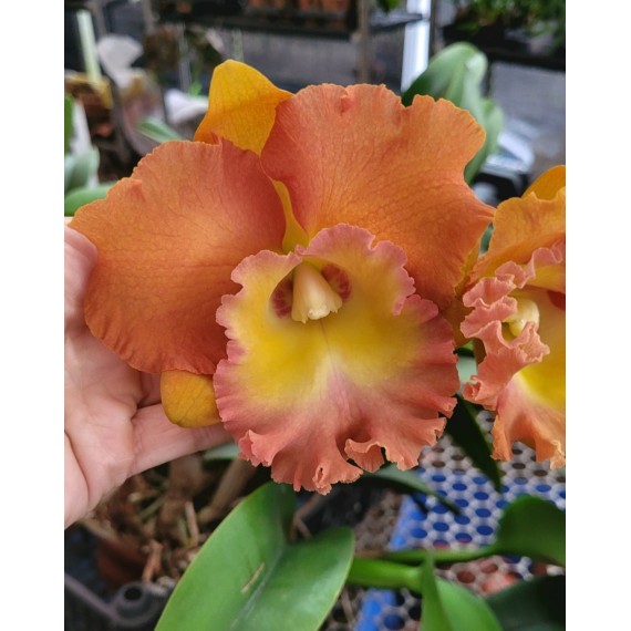 Blc. Star of Siam Pumpkin - AD